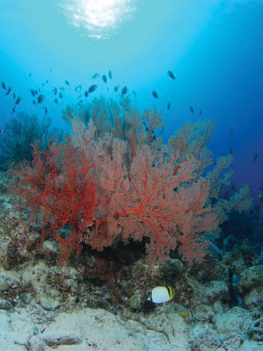 October 2012 – Warm Waters & Calm Seas…