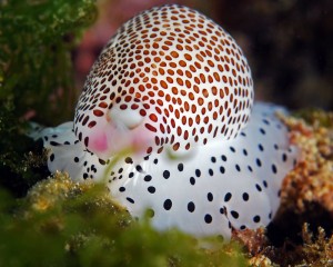 Cowrie