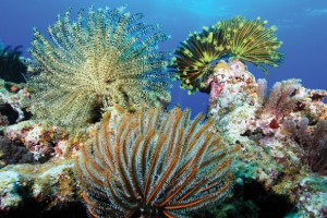 Okinawan Coral Reef