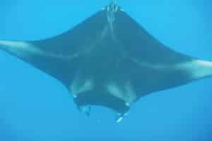 Manta Ray in Okinawa Waters