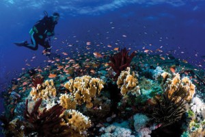 Diver swimming close to Okinawan coral reef