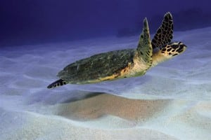 Turtle swimming in Okinawa waters