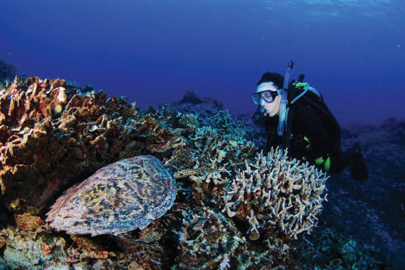 Scuba diver exploring reef