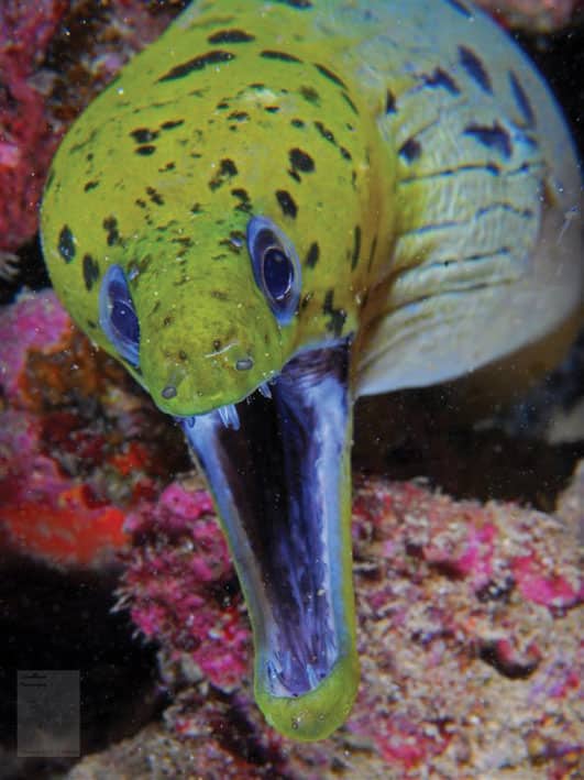 Yellow large mouthed fish
