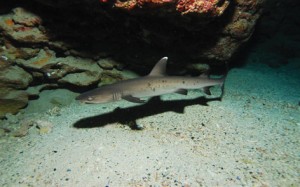 Shark swimming in Okinawa waters