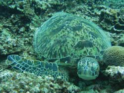 Turtle Swimming in Okinawa Waters