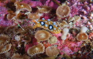 Okinawan Sea Life