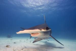 Hammerhead Shark