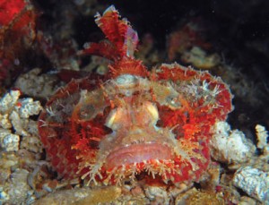 Okinawa Sea Life