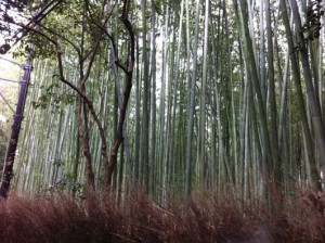 Arashiyama Bamboo Forest