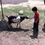 Boy feeding goat at Bios on the Hill