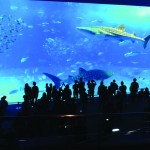 Churaumi Aquarium