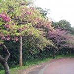 Mt. Yae Cherry Blossom