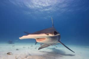 Hammerhead Shark