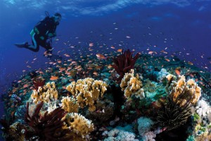 Scuba Diver on Coral Reef
