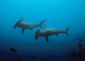 Hammerhead Sharks in Waters Off Okinawa