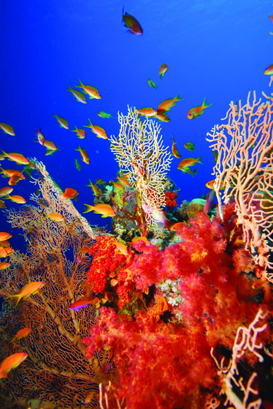 Coral and Tropical Fish