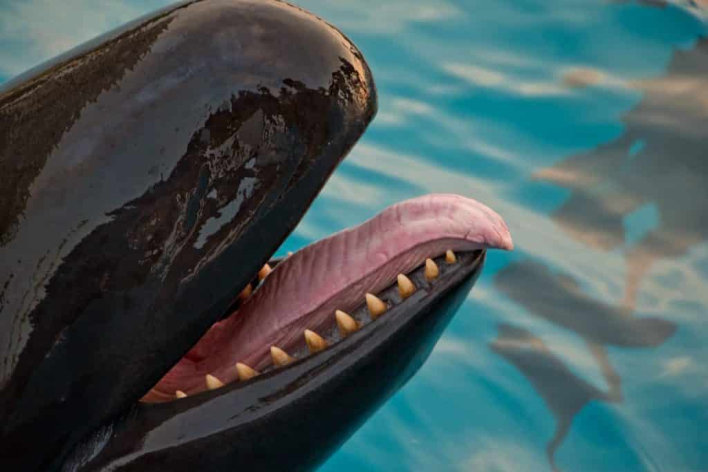 Dolphin's mouth at Churaumi Aquarium