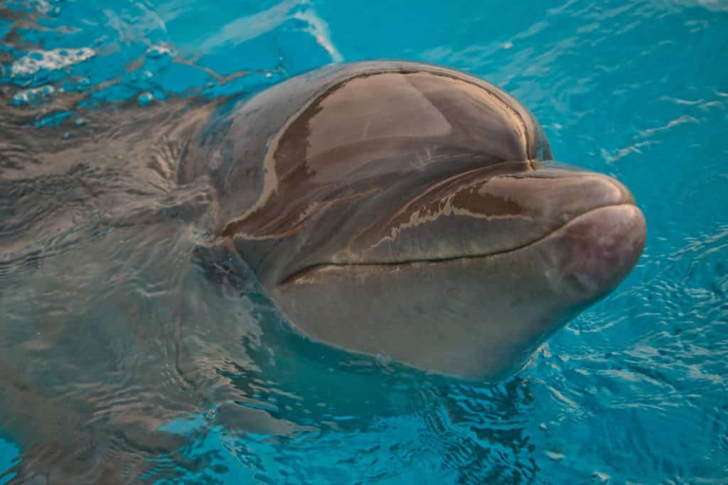 Bottle Nosed Dolphin at Churaumi Aquarium