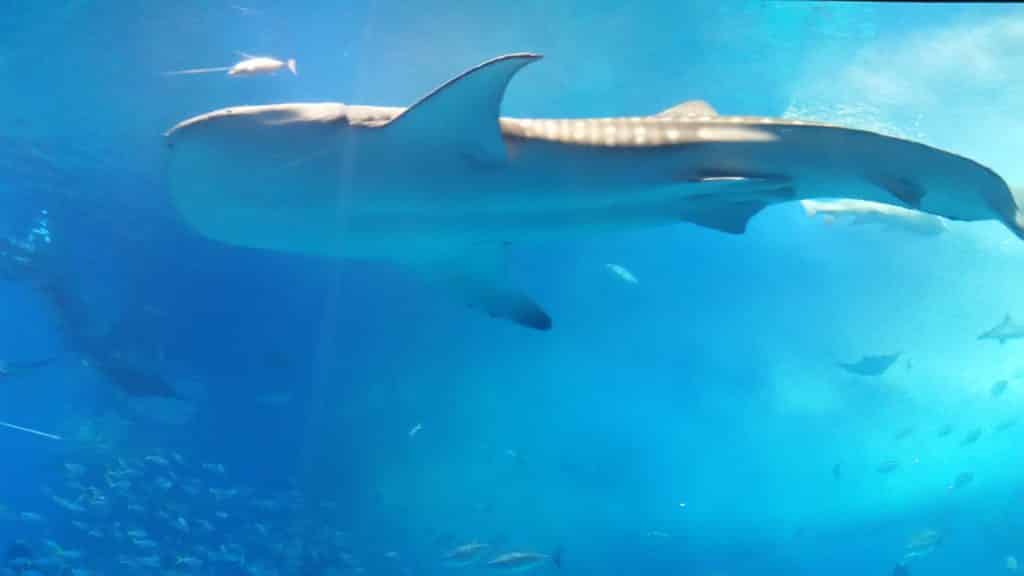 Whale Shark in Tank at Churaumi Aquarium