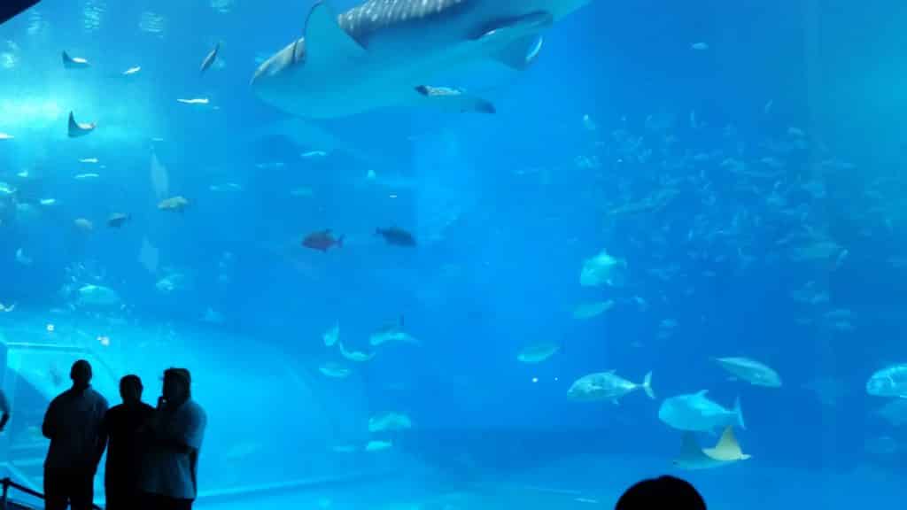 Whale shark and fish