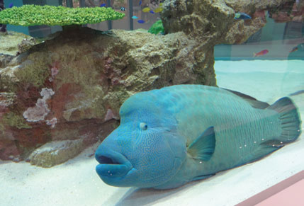 Aquarium in AEON Mall 