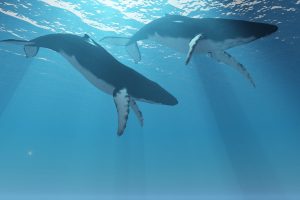 Humpback Whales Swimming in Okinawa waters