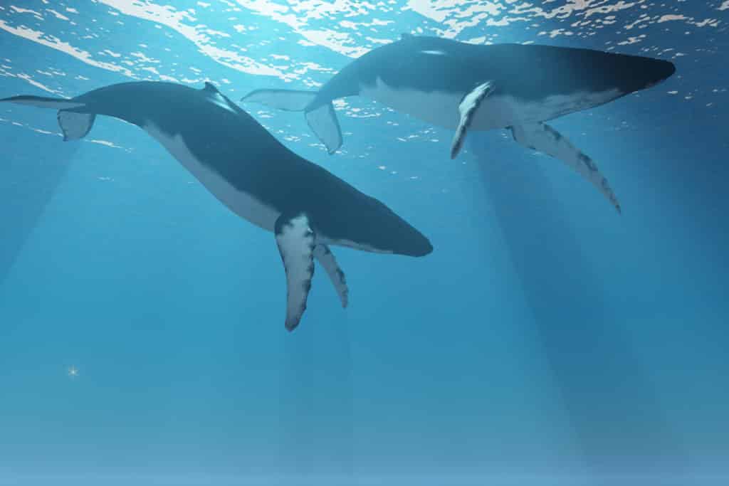 The return of the gentle giants – Okinawa Diving Update