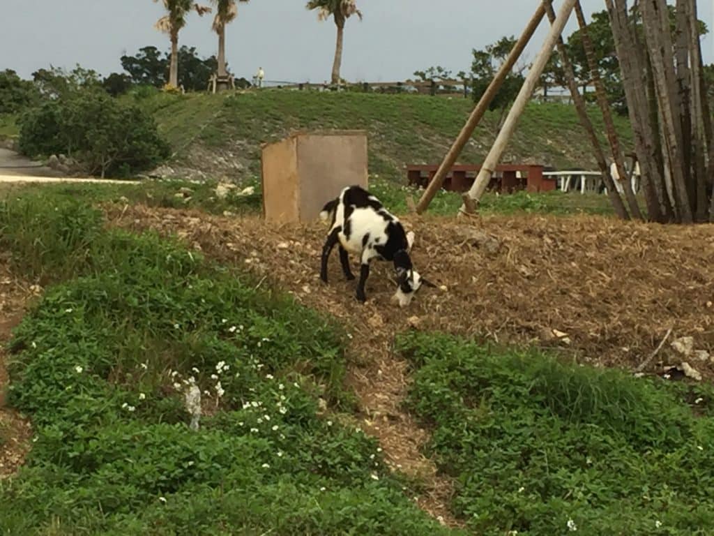 Goat on hillside at Itoman Tourist Farm