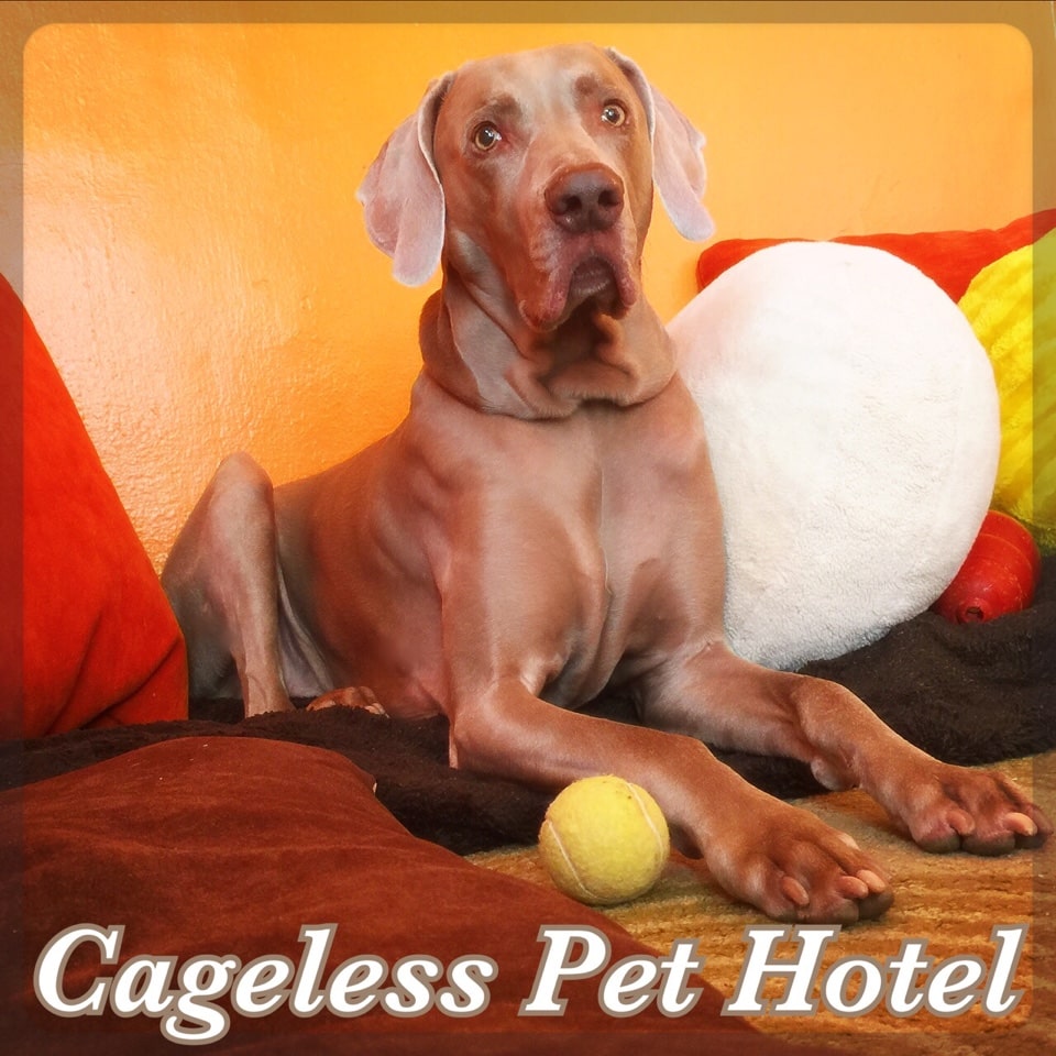 Cageless Pet Hotel