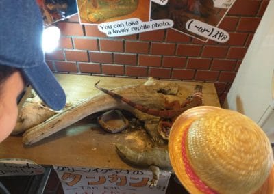 Reptiles at Okinawa World
