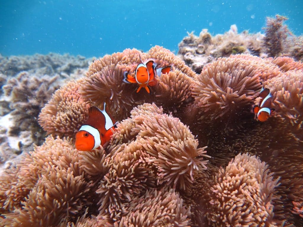 Clownfish