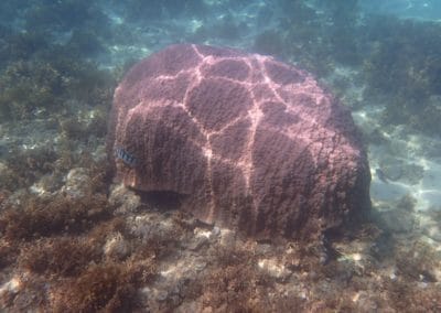 Scuba Diving at Oodomari Beach