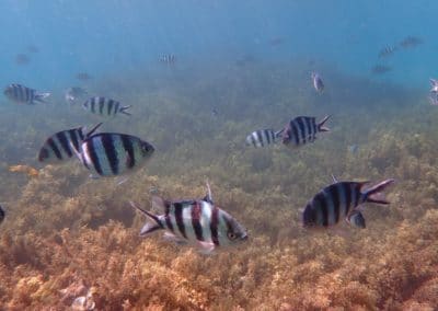 Banded Butterflyfish