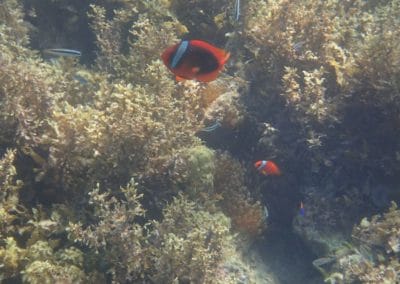 Fish swimming on reef