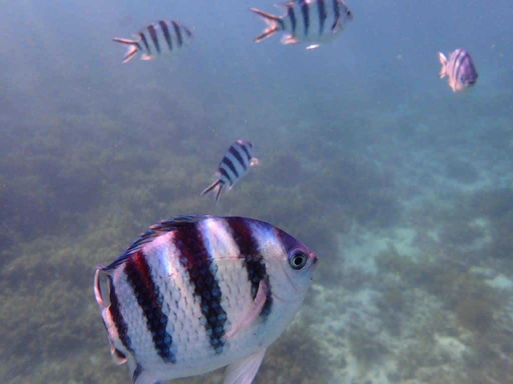 Banded Butterflyfish