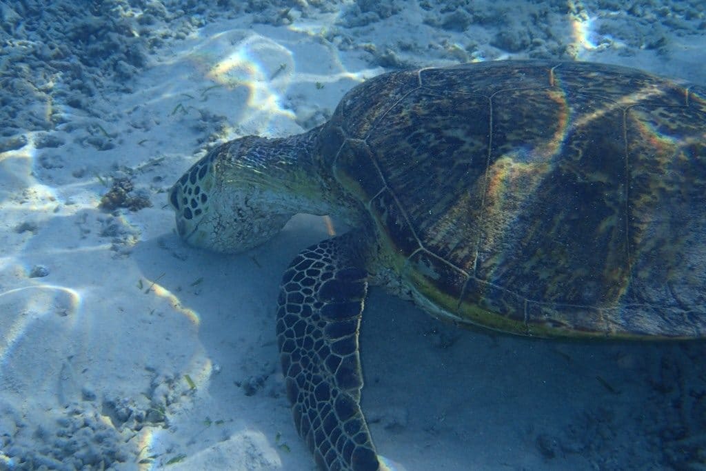 Sea Turtle