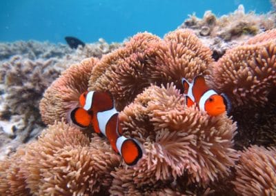 Clownfish swimming on Okinawa coral reef