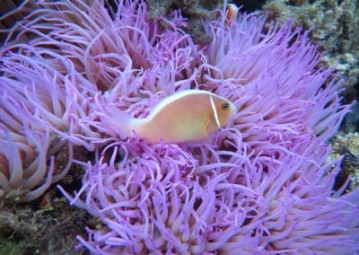 Coral Reef with fish swimming