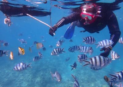 Tropical fish and scuba diver