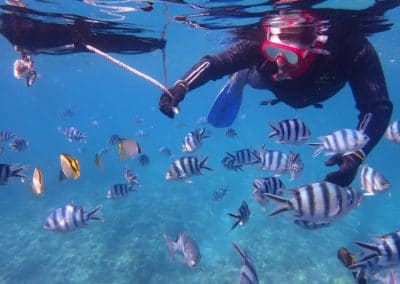 Tropical fish and scuba diver