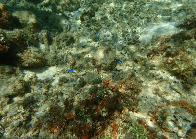 Okinawa Coral Reef