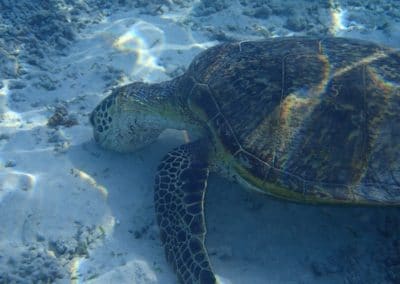 Sea Turtle at Tokashiki Beach