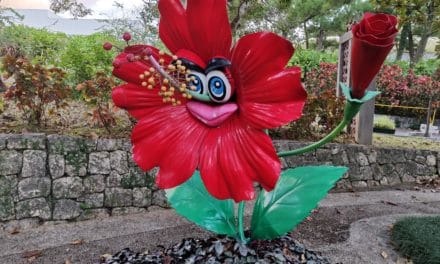 Trees of Green, Red Roses Too – Okinawa Valentine’s Day 2020