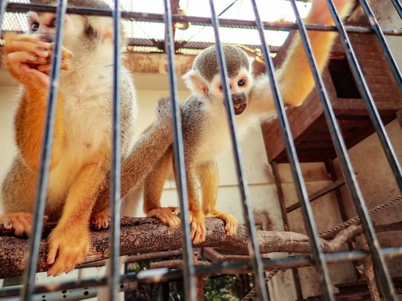 Check out the squirrel monkeys!