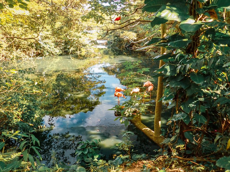 A beautiful spot to view the flamingos