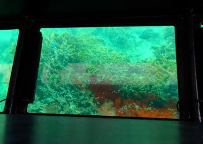 View from glass bottom boat on Ishigaki