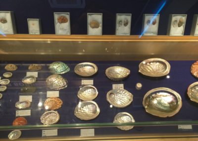 Polished shells in display case