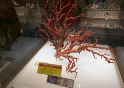 Coral in display case