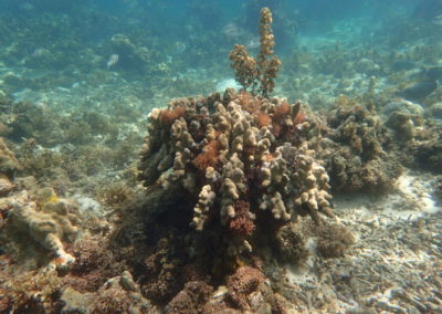 Scuba Diving on Ishigaki